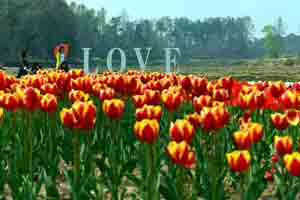 木蘭花鄉(xiāng)